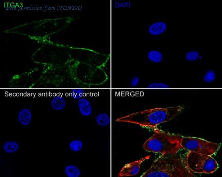 HUABIO HA610148 image 2
