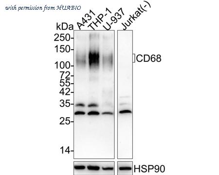 HUABIO HA610164 image 1