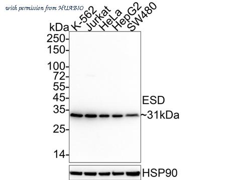HUABIO HA610178 image 1