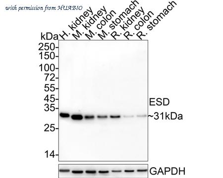 HUABIO HA610178 image 2