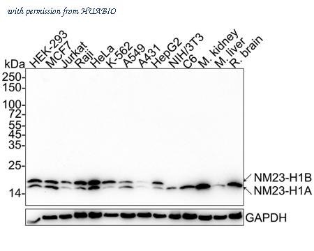 HUABIO HA610180 image 1