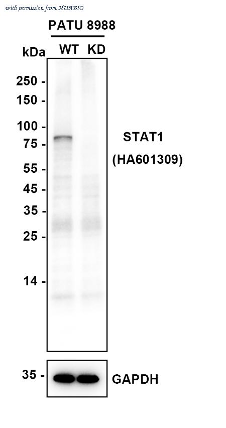 HUABIO HA610181 image 2