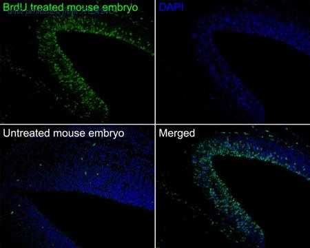 HUABIO HA610183 image 2