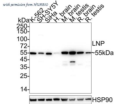 HUABIO HA610188 image 1