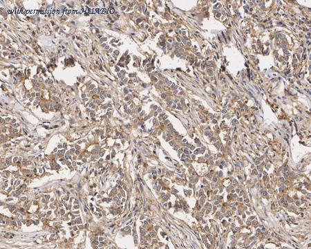 HUABIO HA610189 image 3