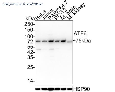 HUABIO HA610193 image 1