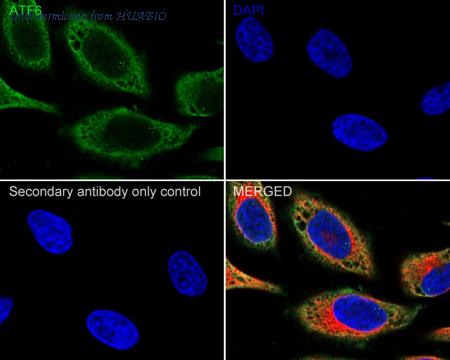 HUABIO HA610193 image 2