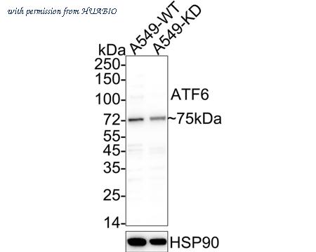 HUABIO HA610193 image 3