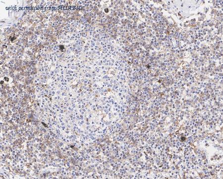 HUABIO HA610201 image 2