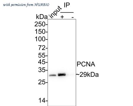 HUABIO HA610204 image 3