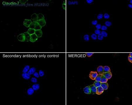 HUABIO HA610206 image 2