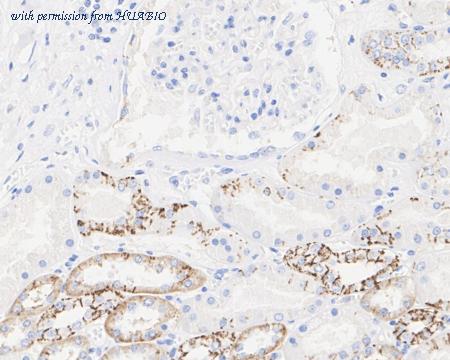 HUABIO HA610206 image 3