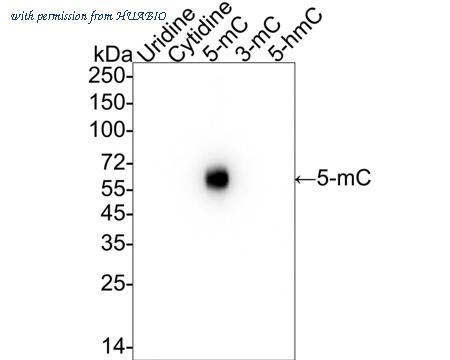 HUABIO HA610208 image 1
