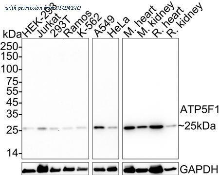 HUABIO HA610210 image 1