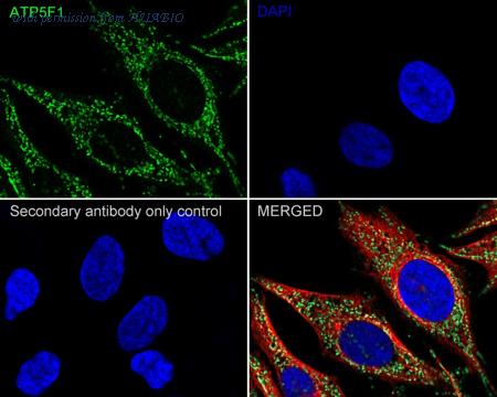 HUABIO HA610210 image 2
