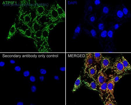 HUABIO HA610210 image 3