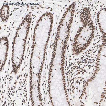 HUABIO HA610211 image 2