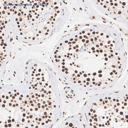 HUABIO HA610211 image 3