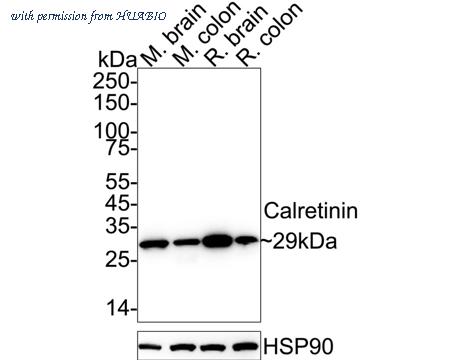 HUABIO HA610215 image 1