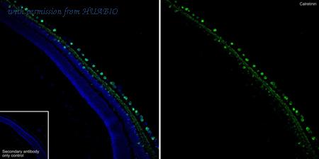 HUABIO HA610215 image 3