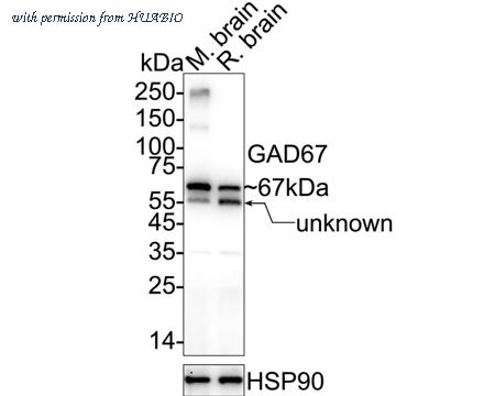 HUABIO HA610216 image 3