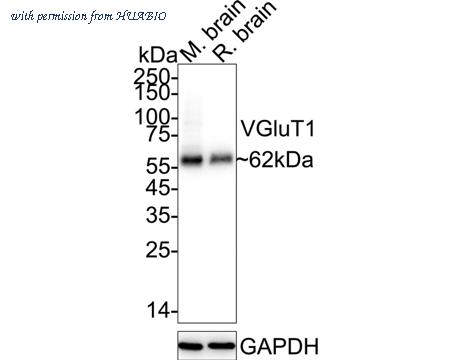 HUABIO HA610217 image 1