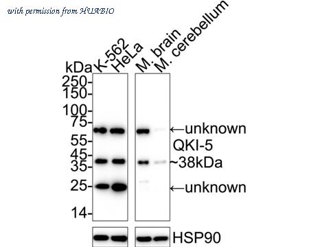 HUABIO HA610223 image 2