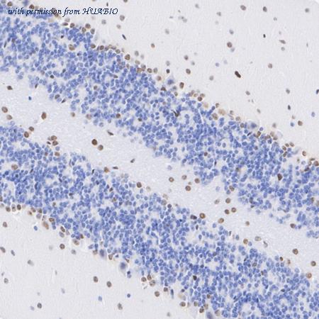 HUABIO HA610223 image 3