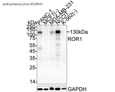 HUABIO HA610281 image 1