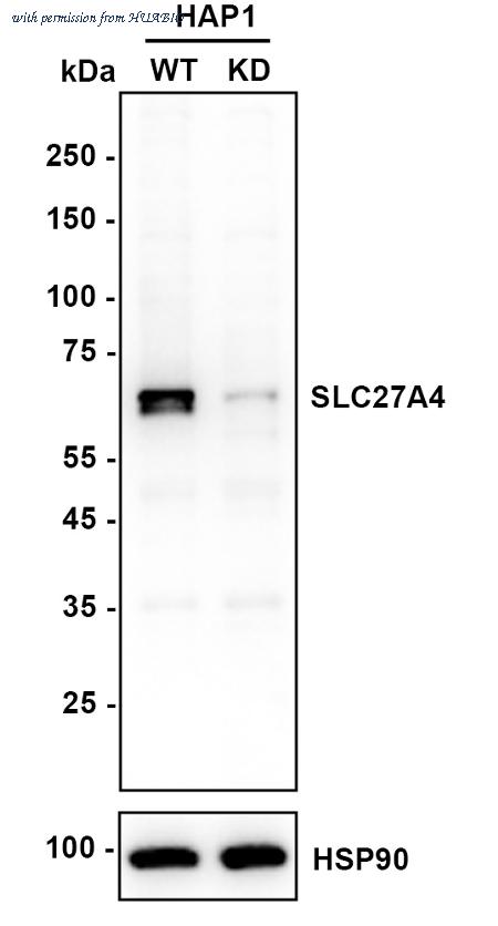 HUABIO HA720001 image 1