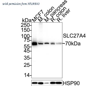 HUABIO HA720001 image 2