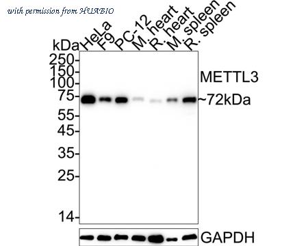 HUABIO HA720002 image 2