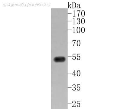 HUABIO HA720003 image 2