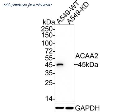 HUABIO HA720006 image 1
