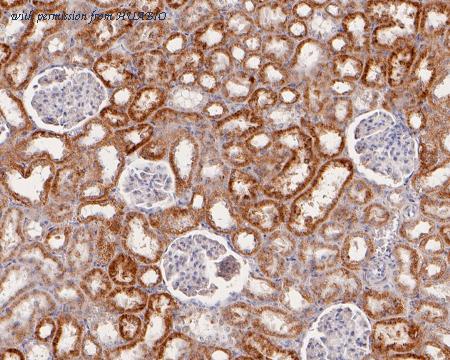 HUABIO HA720006 image 3