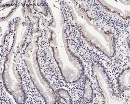 HUABIO HA720007 image 3