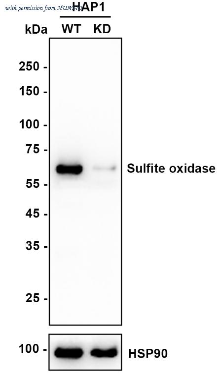 HUABIO HA720008 image 1