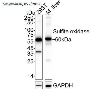 HUABIO HA720008 image 2