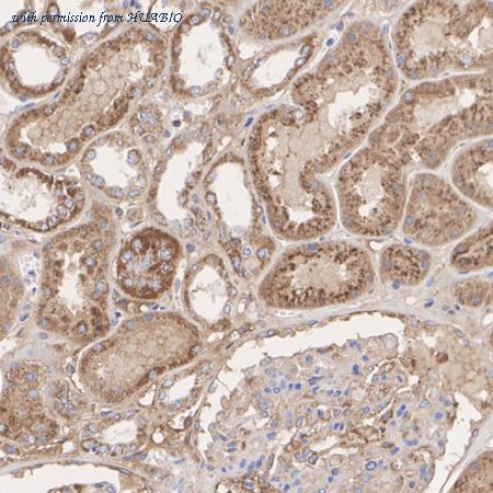 HUABIO HA720008 image 3