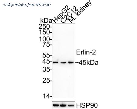 HUABIO HA720009 image 1
