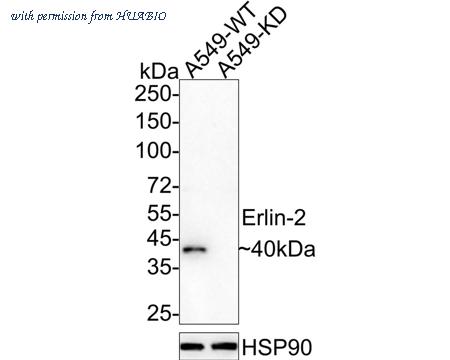 HUABIO HA720009 image 2