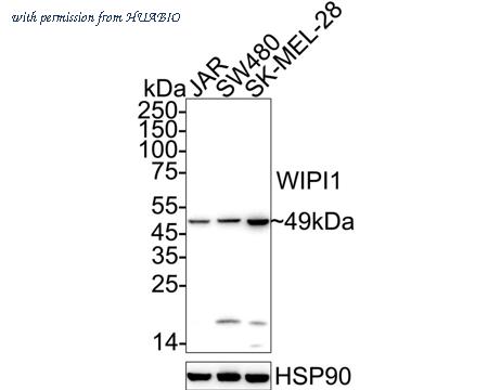 HUABIO HA720010 image 1