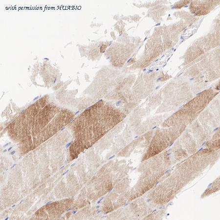 HUABIO HA720010 image 2