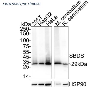 HUABIO HA720012 image 1