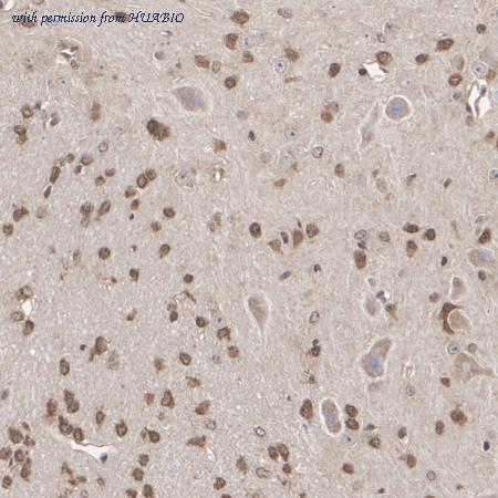 HUABIO HA720012 image 2