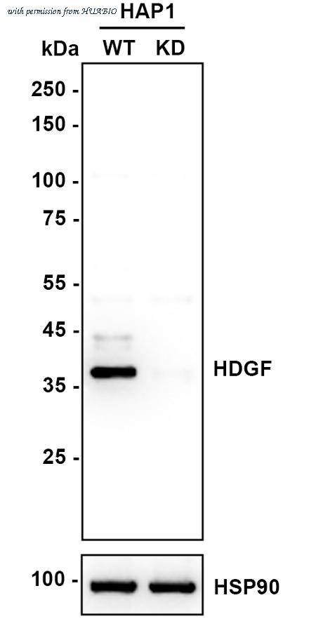 HUABIO HA720013 image 1