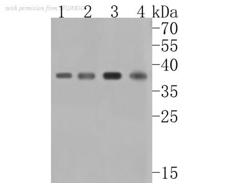 HUABIO HA720013 image 2