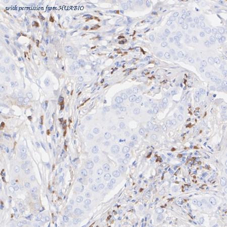 HUABIO HA720014 image 3