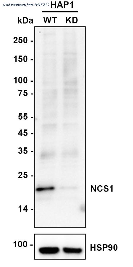 HUABIO HA720017 image 1