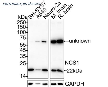 HUABIO HA720017 image 2